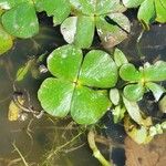 Marsilea quadrifolia Hoja