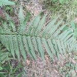 Dryopteris filix-masLeaf