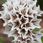 Limonium pectinatum Flower