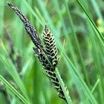 Carex nigra Blüte