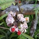 Cupania cinerea Fruit