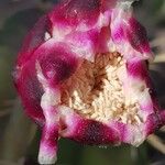 Weberocereus tunilla Flower