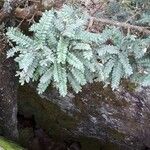 Sophora denudata Hoja
