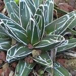 Agave victoriae-reginae Листок