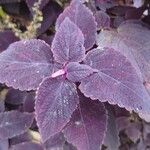 Coleus scutellarioidesList