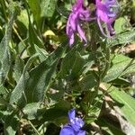 Centaurea uniflora Foglia