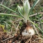 Ornithogalum sigmoideum Hábito