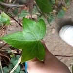 Hedera canariensis 葉