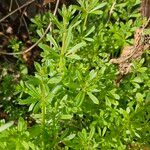 Galium verrucosumLeaf