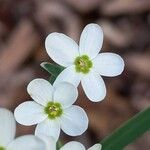 Euphorbia corollata 花