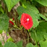 Ipomoea hederifolia 花