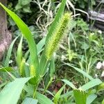 Setaria italicaFolla