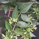 Abelia chinensis برگ