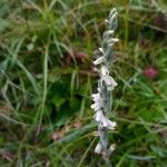 Spiranthes spiralisFlor