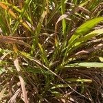 Miscanthus sacchariflorus Leaf