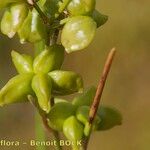 Scheuchzeria palustris Fruto