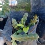 Orbea variegata Leaf