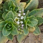 Heliotropium curassavicum Цветок