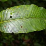 Virola koschnyi Leaf