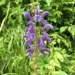 Salvia pratensis Flower