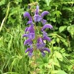 Salvia pratensis Flor