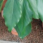 Oreopanax nymphaeifolius Hoja