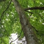 Carya ovata Habitus