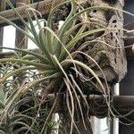 Tillandsia pohliana 葉