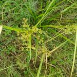 Cyperus virens 形態