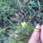 Rhynchospora alba Blüte