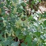 Teucrium scorodonia Облик