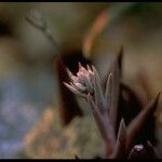 Dudleya abramsii Flower