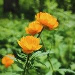 Trollius asiaticus Kwiat