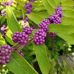 Callicarpa americanaফল