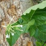 Nicotiana sylvestris Blad