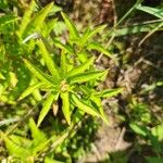 Penthorum sedoides Leaf