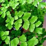 Adiantum tenerum 葉