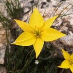 Tulipa sylvestrisFlower