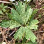 Anemonoides blanda Leaf