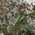 Microgramma lycopodioides Облик