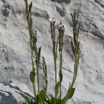 Arabis caerulea Habitus