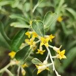 Elaeagnus angustifolia Flower
