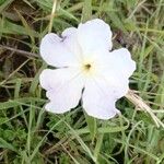 Cycnium tubulosum Flower