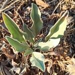 Verbascum niveum List