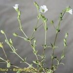 Arenaria hispanica Costuma