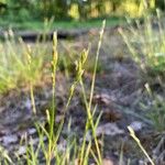 Danthonia decumbens Květ