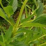 Scrophularia oblongifolia Blad