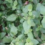 Salvia × jamensis Leaf