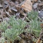 Artemisia glacialis List