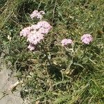 Achillea distans Hábito